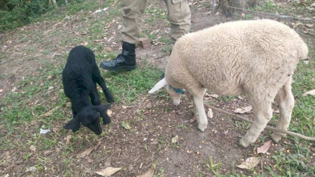 PM encontra ovelhas furtadas de sítio em Criciúma