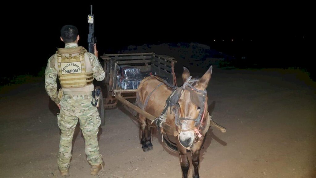 Burro é apreendido transportando 300 kg de maconha