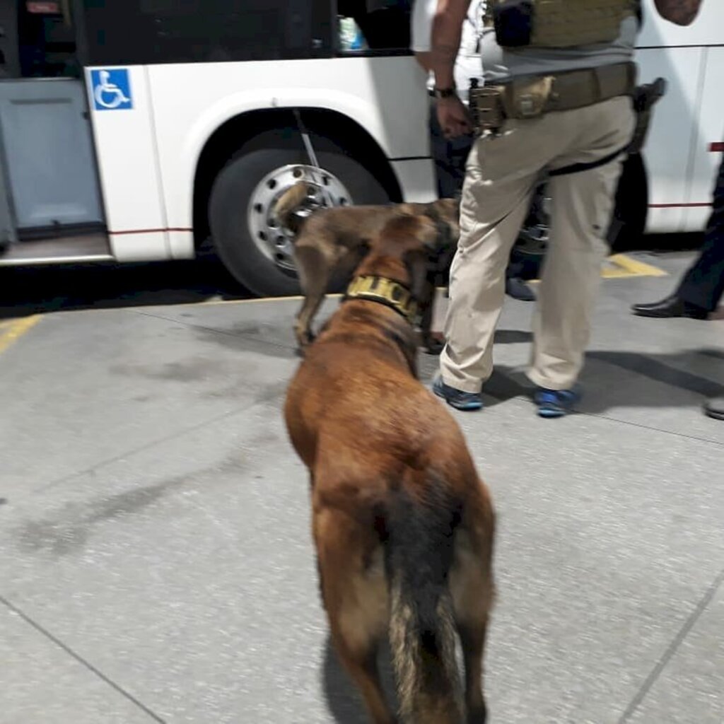 Polícia utiliza cães farejadores em ação na rodoviária de Joinville