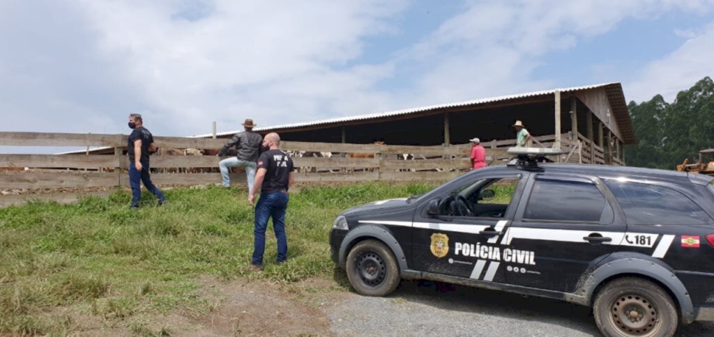 Polícia Civil de Santa Catarina - Gado recuperado em Santa Cecília.