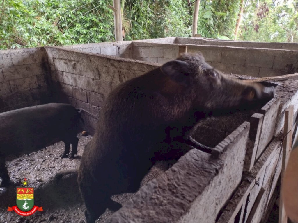 Ambiental encontra criação de javaporco em Guaramirim