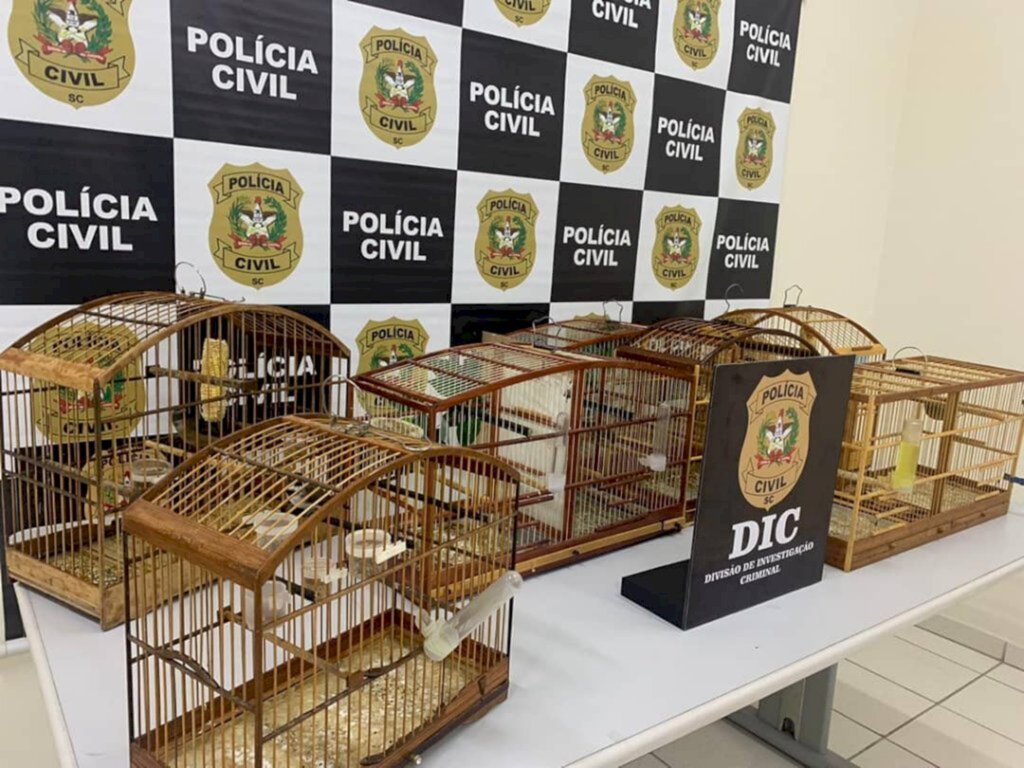 Polícia faz a apreensão de oito aves da fauna silvestre em Araquari