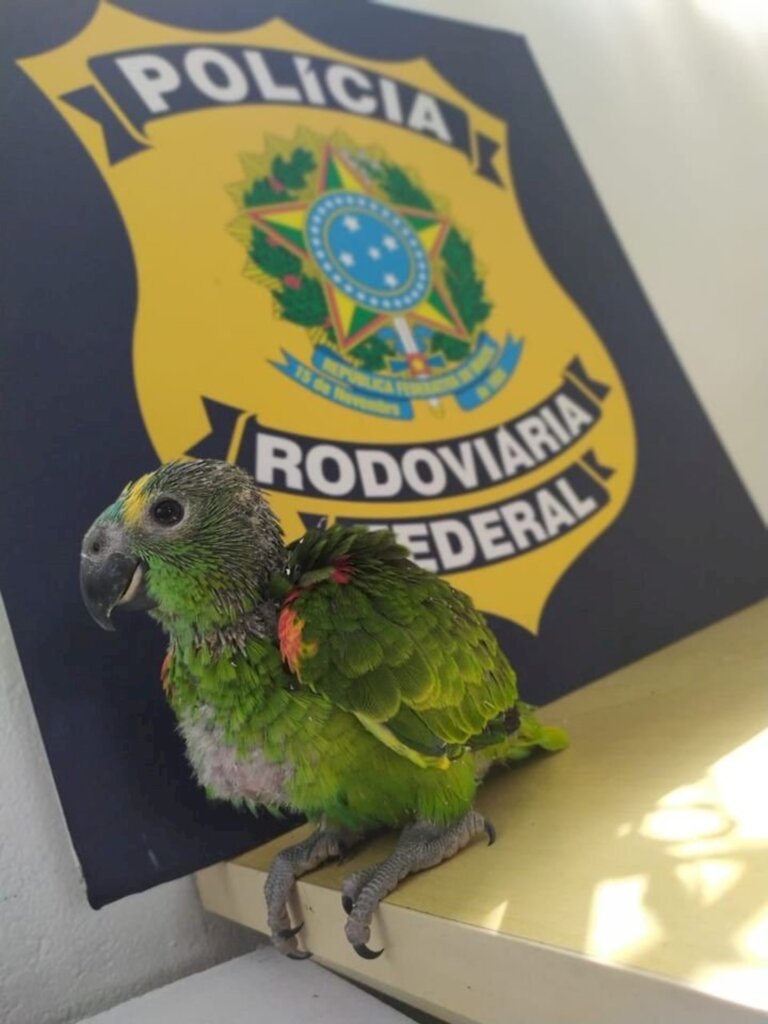 PRF flagra papagaio silvestre preso em automóvel na BR 101 em Joinville