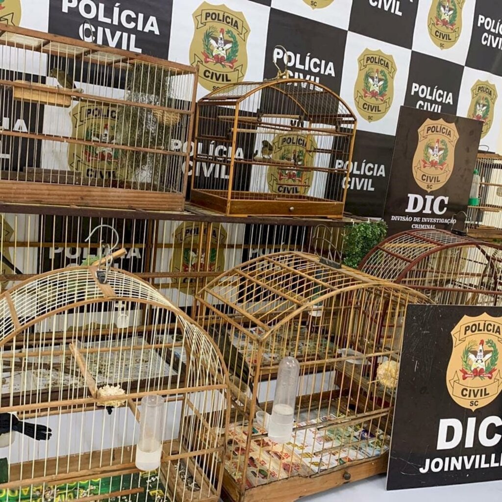 Polícia apreende aves silvestres no Boa Vista