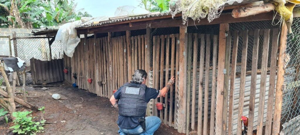 São Francisco do Sul - Polícia faz operação contra suspeitos de organizar rinhas de galo