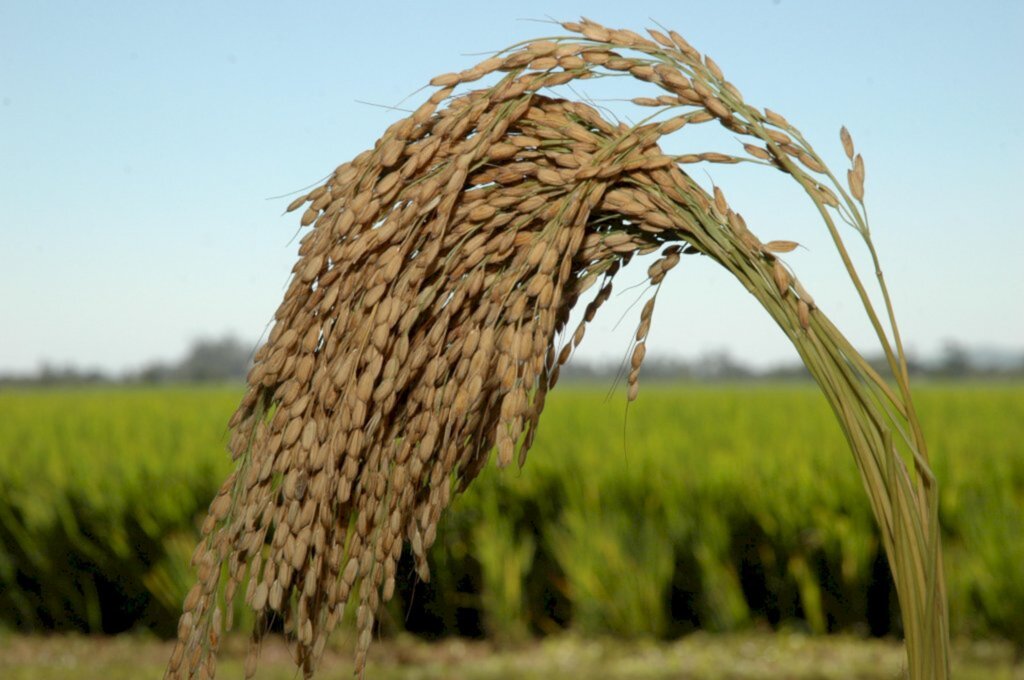 Santa Catarina colhe 1,25 milhão de toneladas de arroz na safra 2021/22