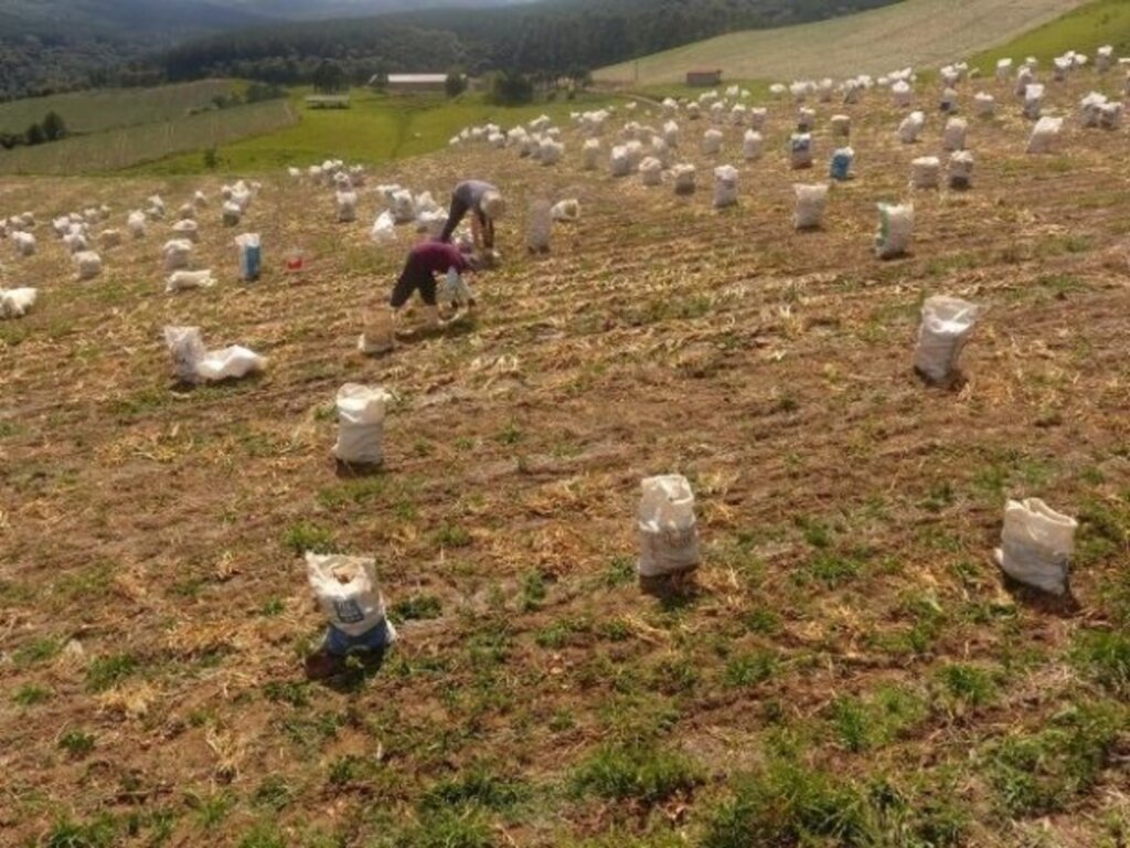 Santa Catarina se mantém como o maior produtor de cebola do país