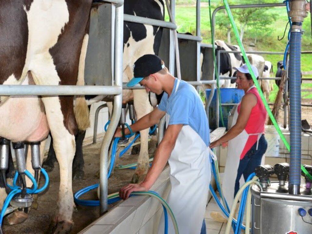 Preços pagos ao produtor catarinense de leite voltam a crescer