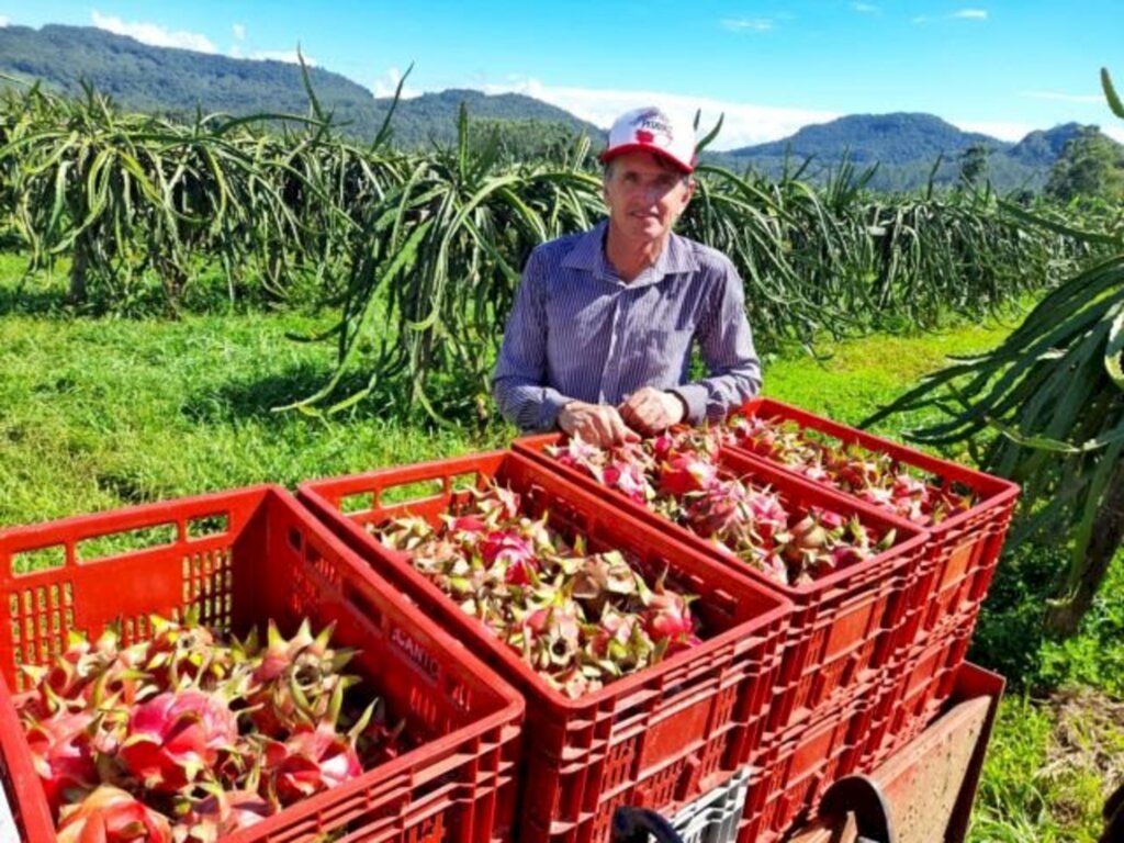 Ricardo Martins - Área de produção do estado gira em torno de 200 hectares, com cerca de 150 famílias envolvidas