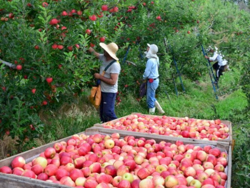 Exportações de maçãs e suínos são destaque no Boletim Agropecuário de abril