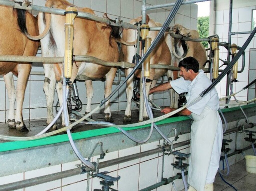 Relação entre oferta e demanda provoca alta no preço pago ao produtor de leite em SC