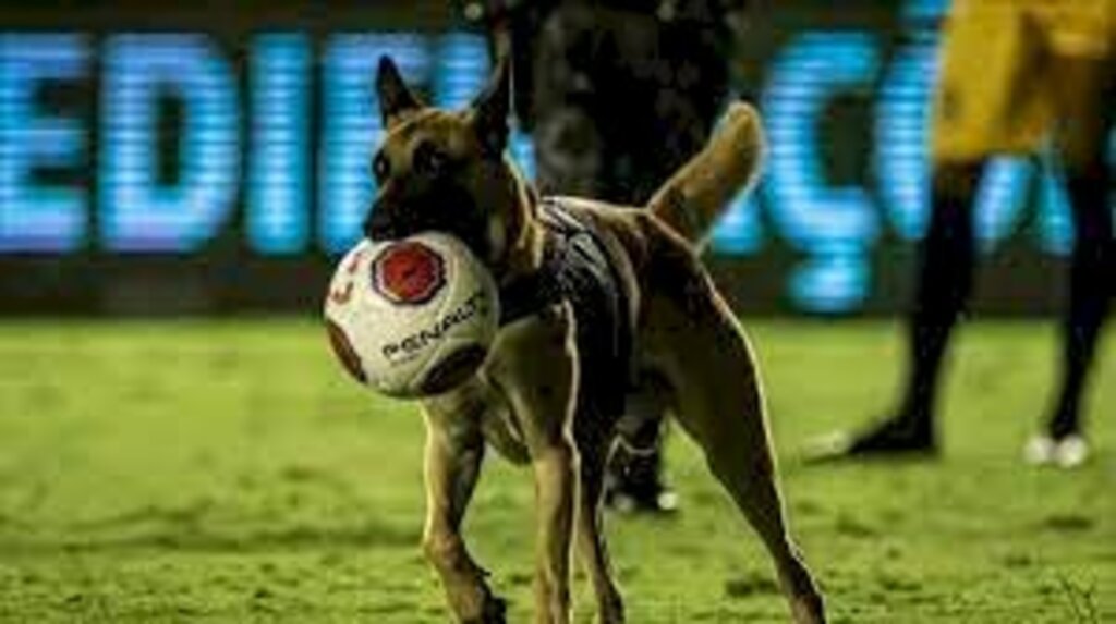 Cachorro policial rouba bola e paralisa final do Campeonato Pernambucano