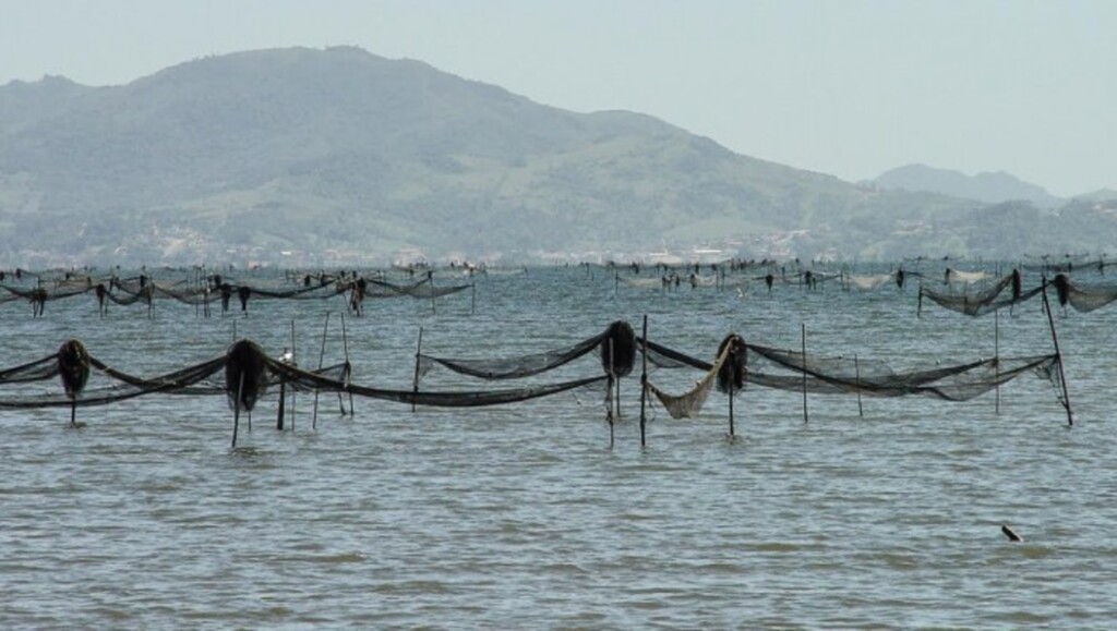 Pesca do camarão pode ser retomada a partir desta semana