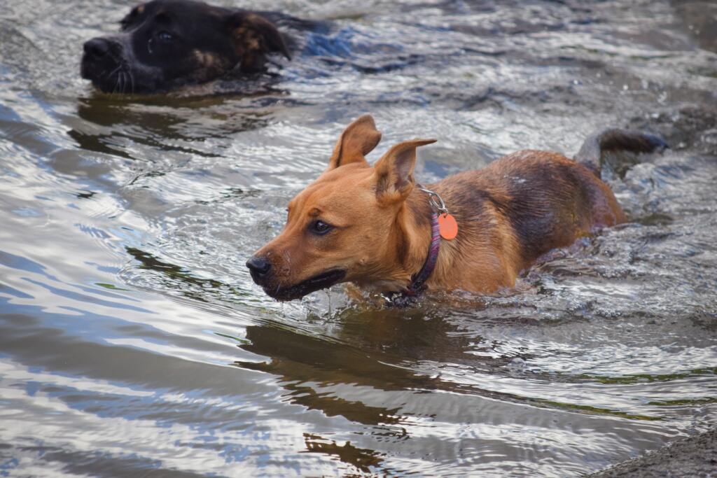 Foto: Pexels - DP - A doença é considerada comum e afeta um em cada cinco cachorros