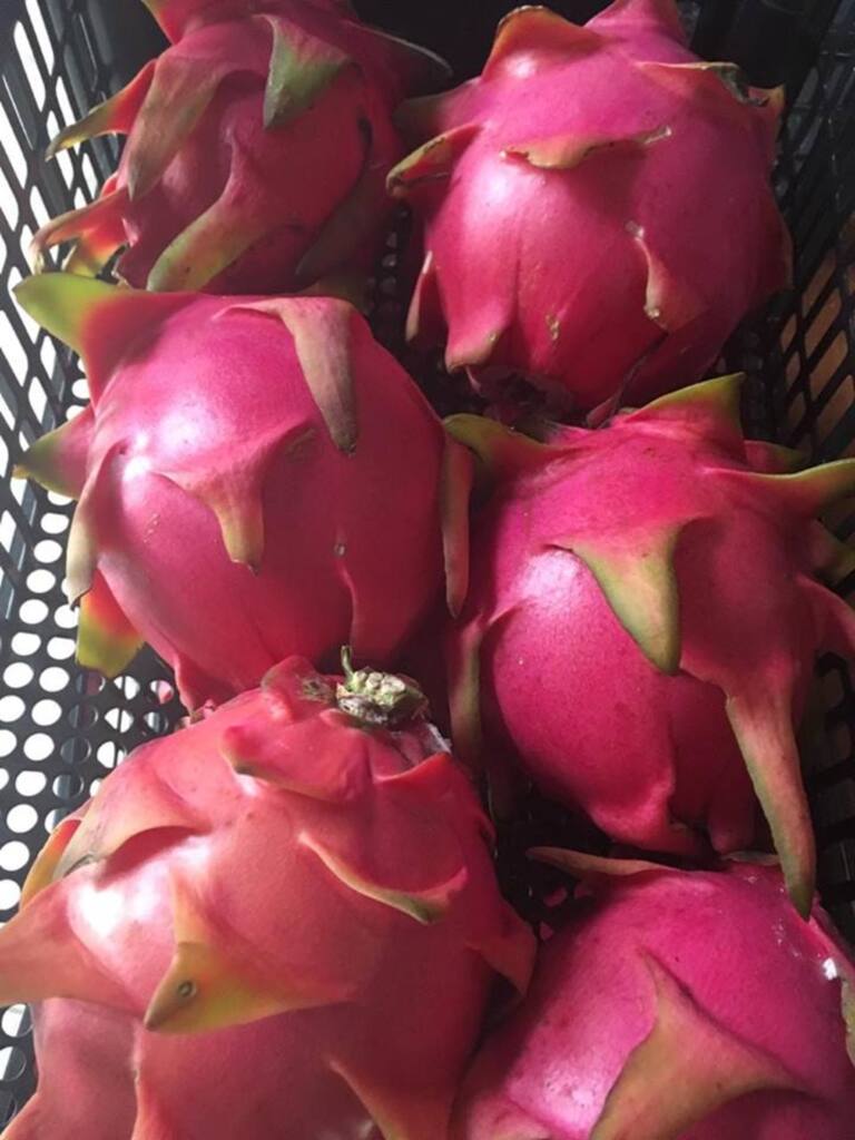 Divulgação - Planta com alto aporte de bioativos e antioxidantes, usada na alimentação humana a partir dos anos 90