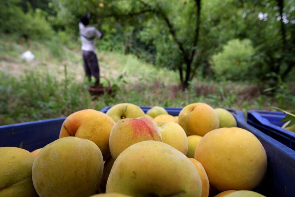 Carlos Queiroz - Expectativa nos pomares é colher em torno de 30 mil toneladas da fruta