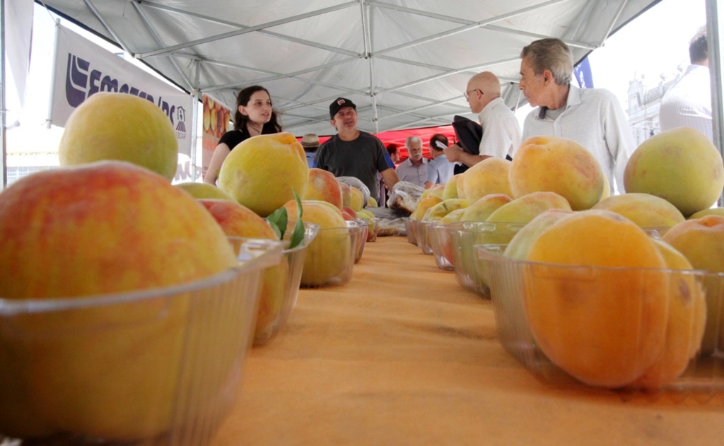 Foto: Jô Folha - DP - Fruta tem tamanho e qualidade excelentes ao mercado de mesa