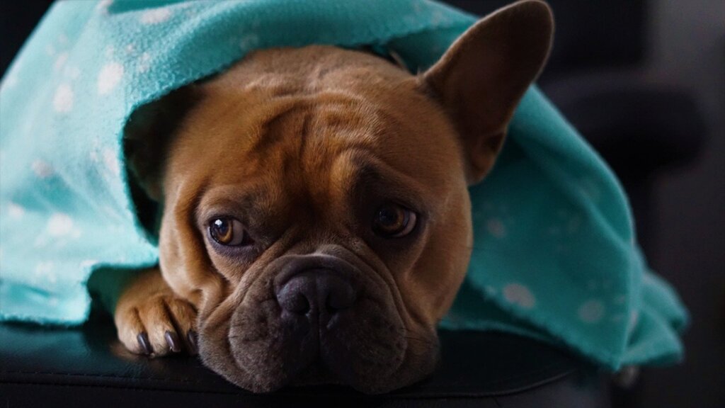 O inverno, a pandemia e os animais