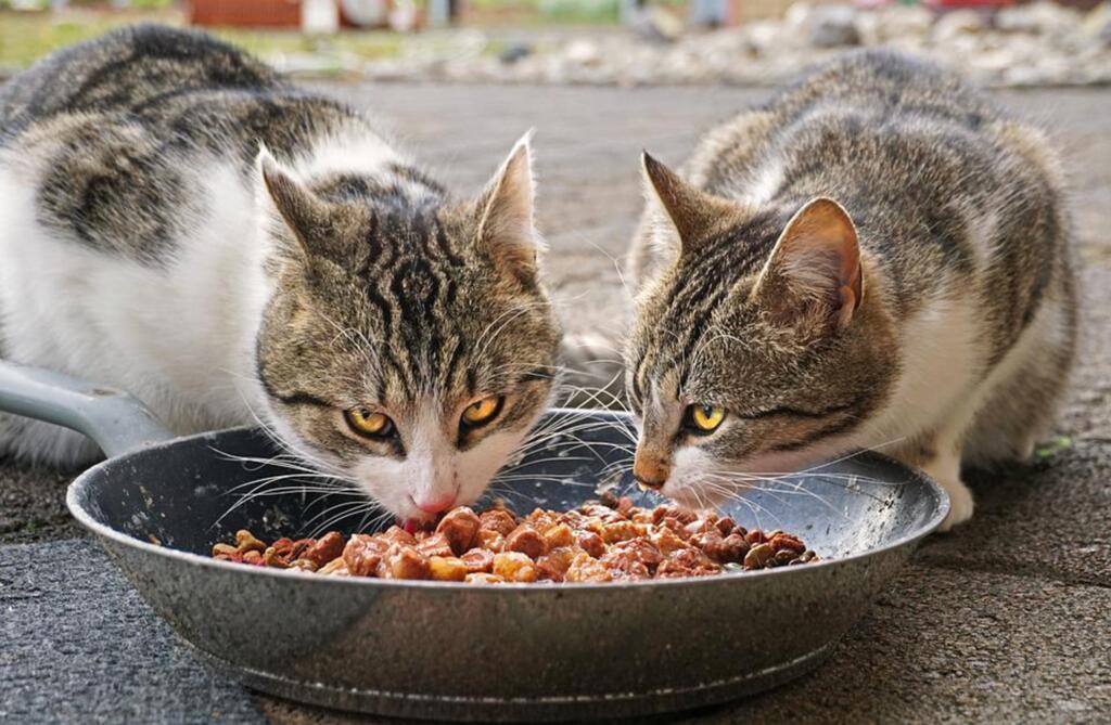Gatos não podem ficar em jejum prolongado