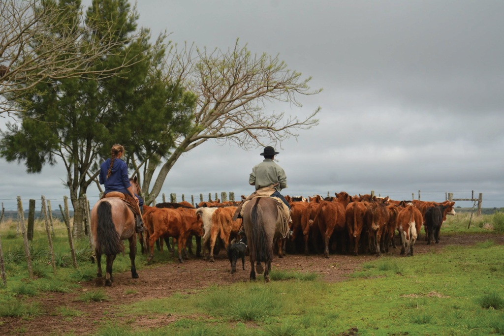 Lidas Campeiras, documentadas pela UFPel, são registradas como Patrimônio Imaterial Brasileiro