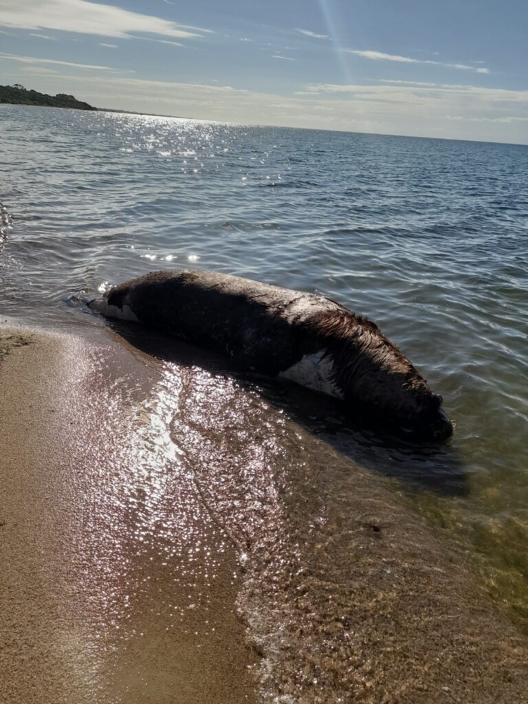 Leão-marinho é encontrado morto na praia do Laranjal