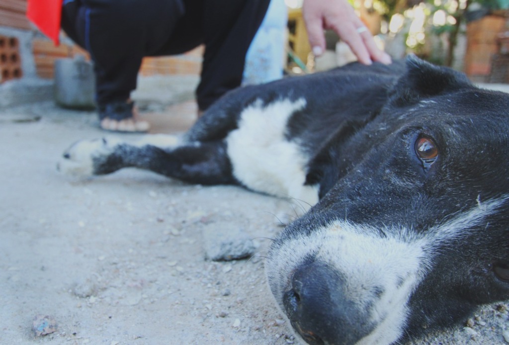 Mais animais morrem após paralisia na Z-3