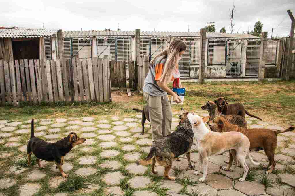 Sábado tem feira de adoção de cães adultos e filhotes