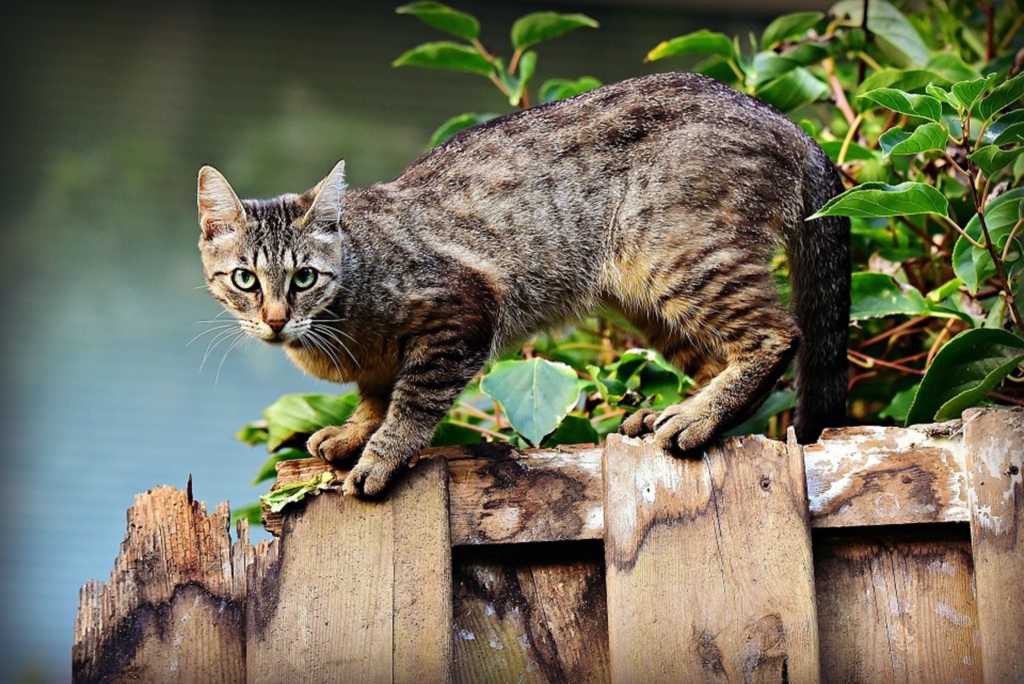 Identificar dores em gatos exige atenção dos tutores