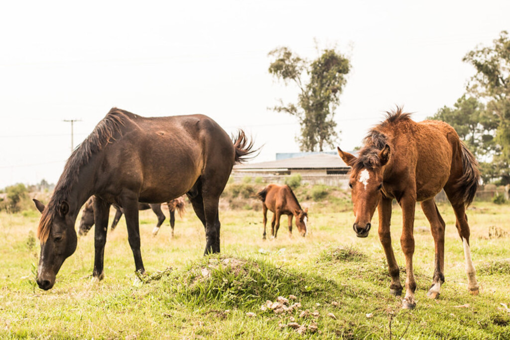 Município tem 12 equinos para doação