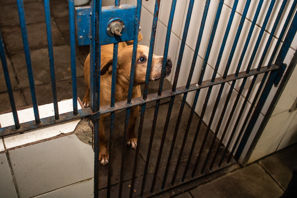 Canil e Gatil municipais têm 56 animais aptos para adoção