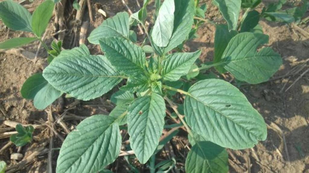 Técnicos acompanham pesquisa para o controle de plantas daninhas na cultura da soja