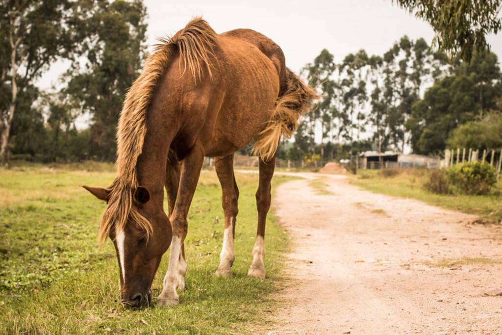 Hospedaria de Grandes Animais conta com novo telefone