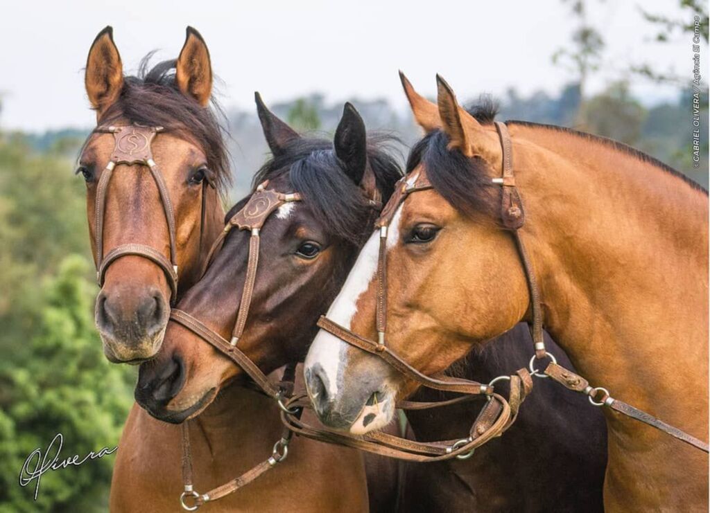 Cavalo Crioulo registra evolução técnica e de qualidade no ano de 2021