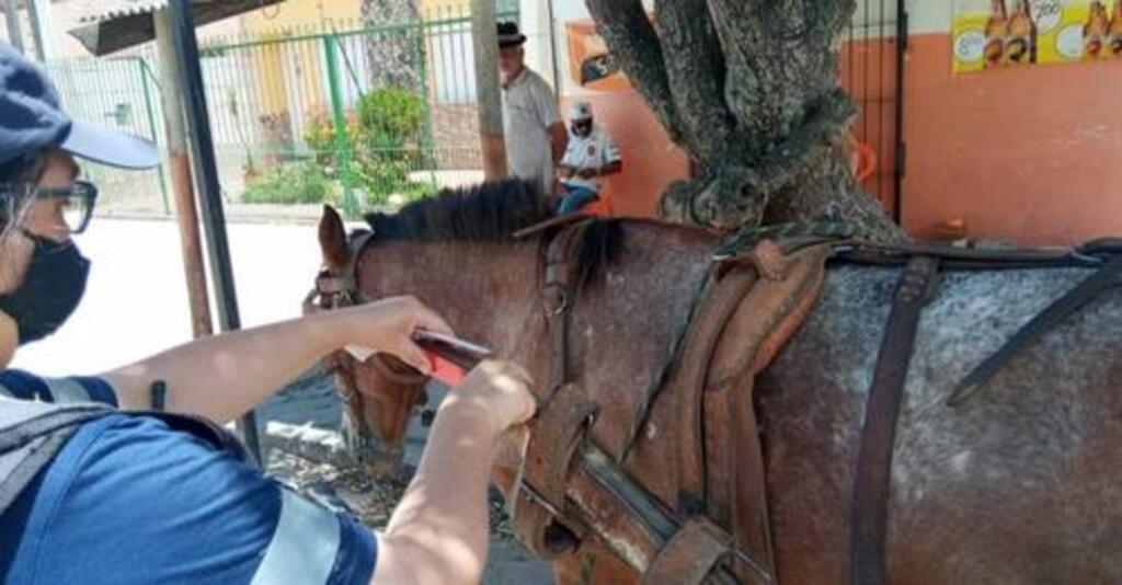 Blitz de fiscalização aos maus-tratos a cavalos são retomadas