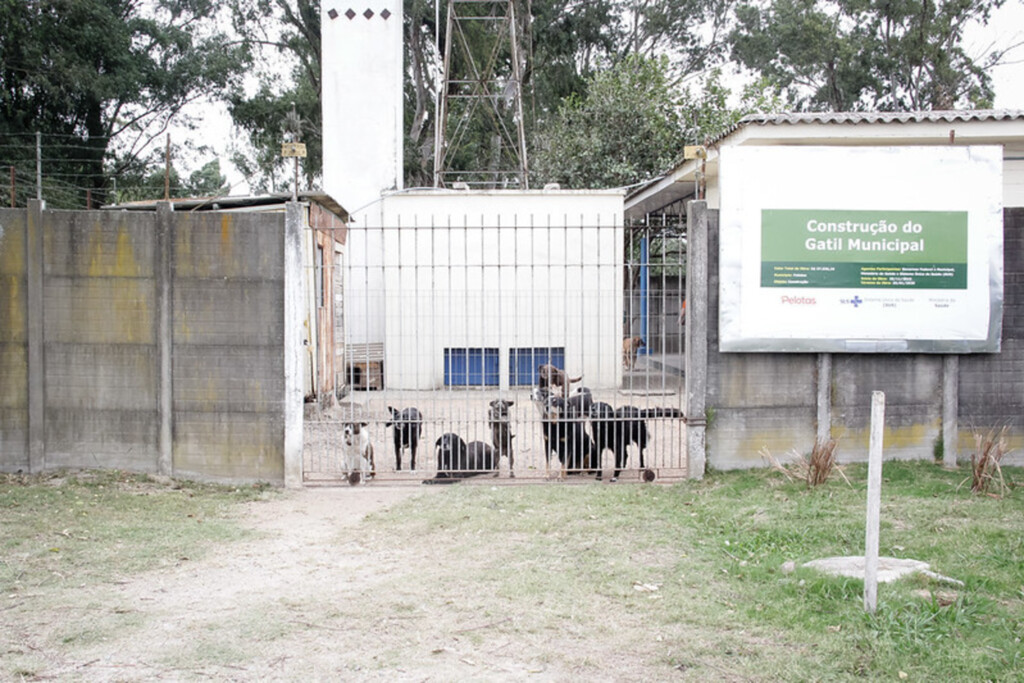 Cães e gatos esperam por um novo lar