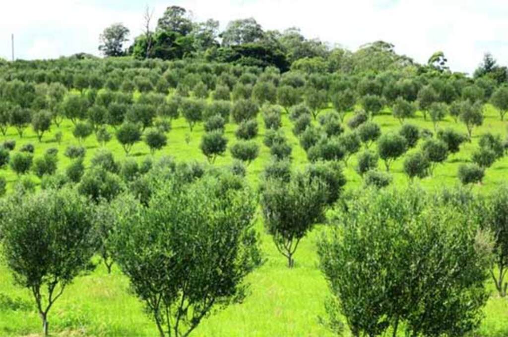 Número de agroindústrias cresce cerca de 200% em quatro anos