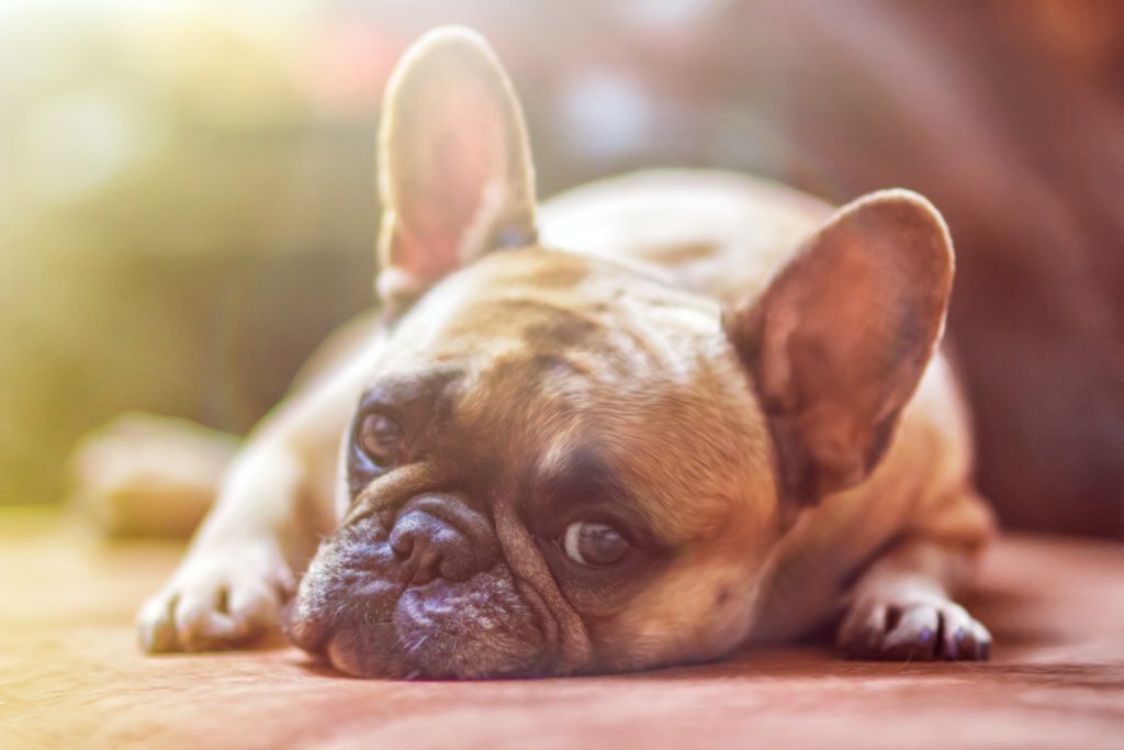Os riscos da obesidade para os pets
