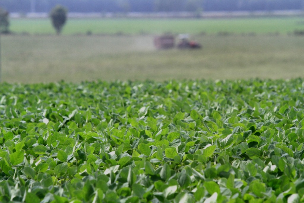 Com maior área já cultivada na região, soja poderá injetar R$ 3,5 bilhões na economia