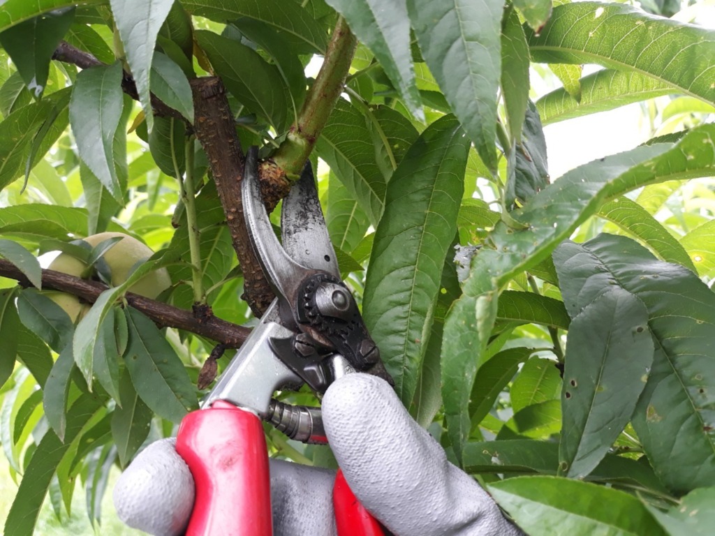 Embrapa Clima Temperado lança cursos sobre biosseguridade na produção de leite e sobre poda do pessegueiro e nectarineira