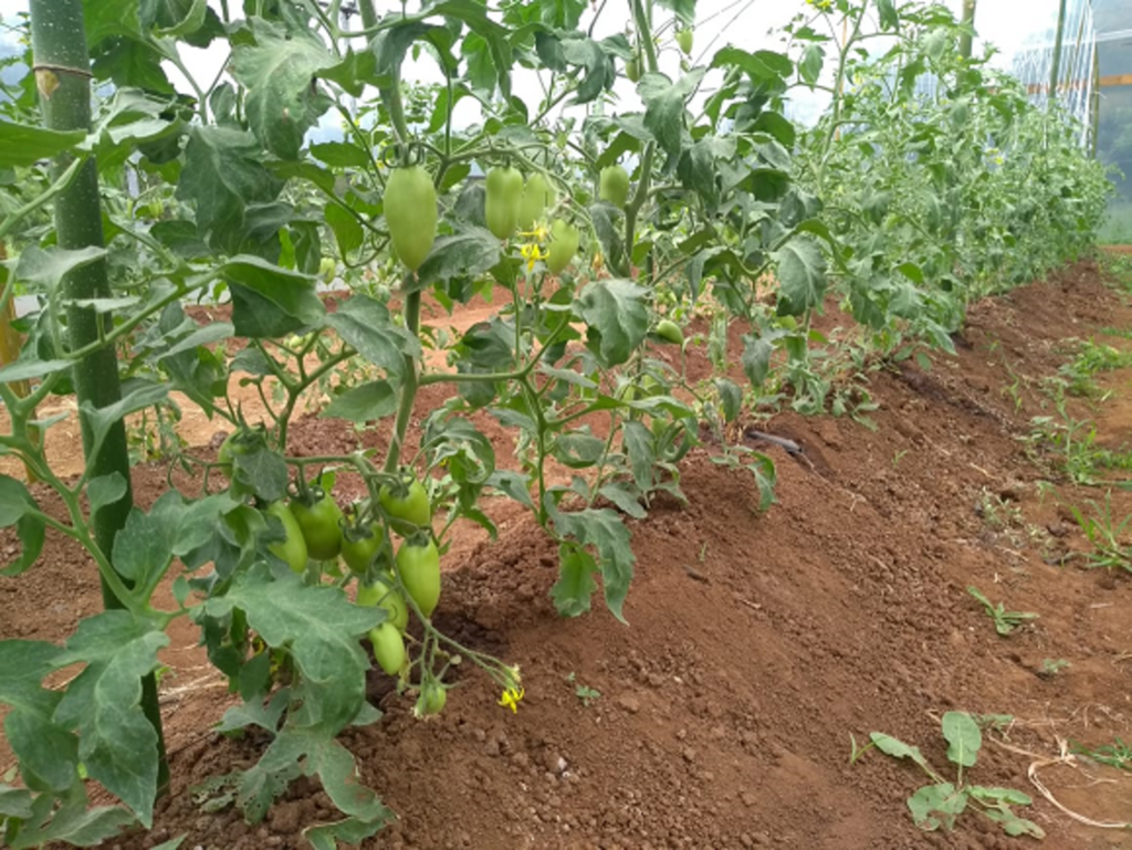 Horta comunitária leva alimentos biofortificados a seis mil pessoas no RS
