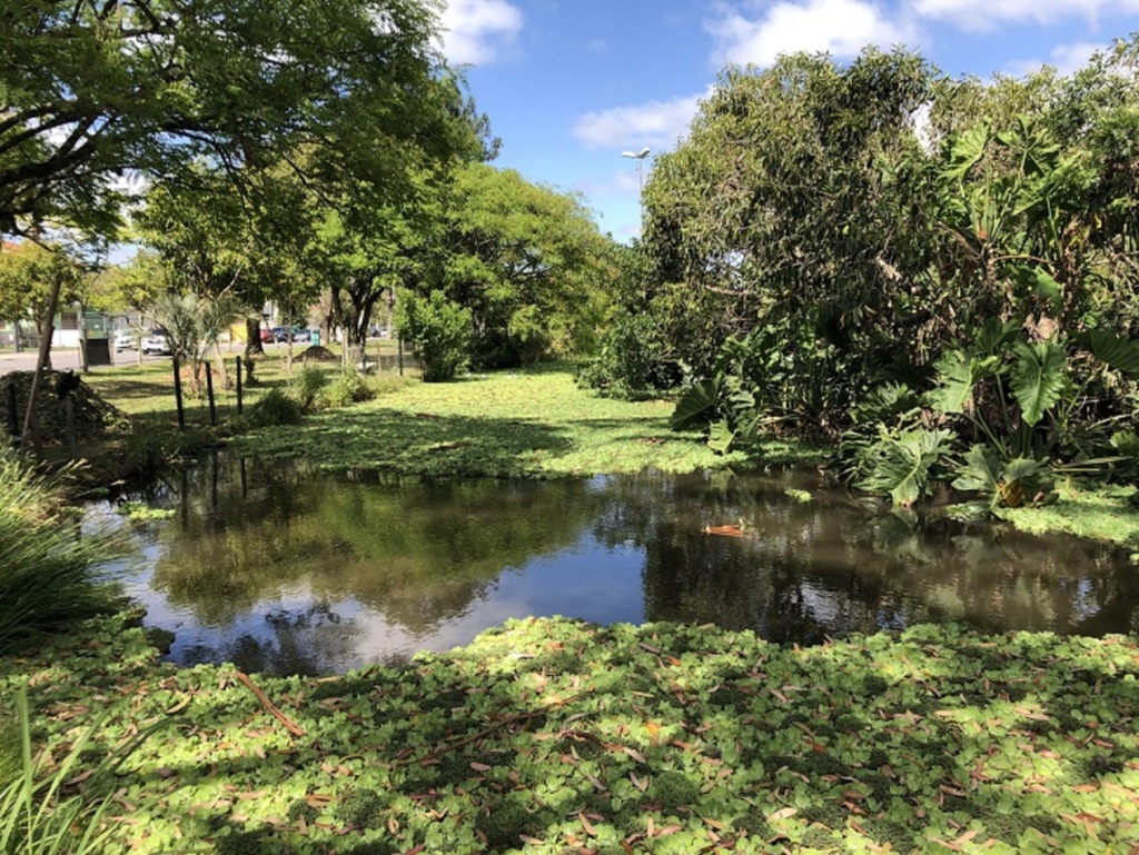 Sanep atua na limpeza de lago em praça da República do Líbano