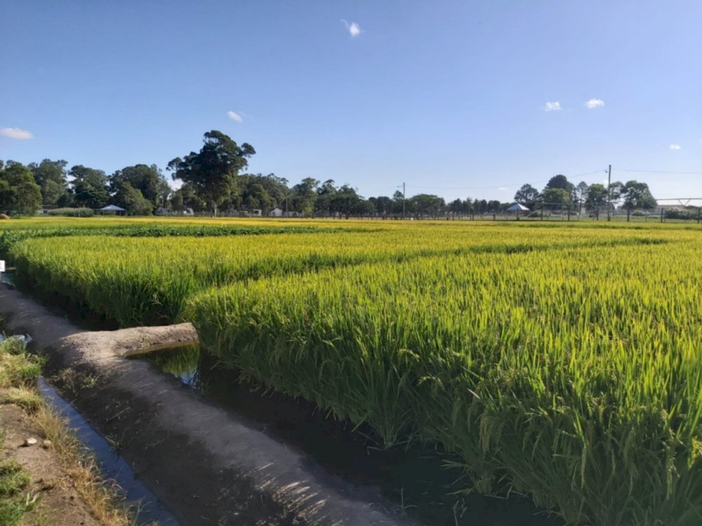 Começa a 32ª Abertura Oficial da Colheita do Arroz