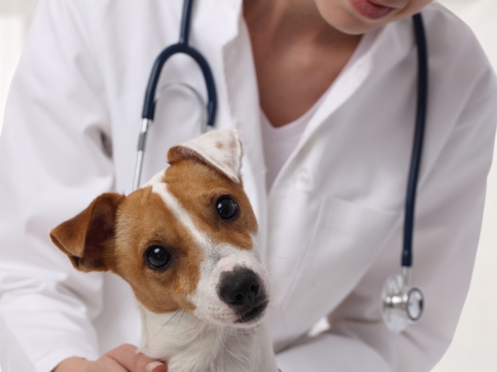 Simples palpação ajuda a prevenir câncer de mama nos pets