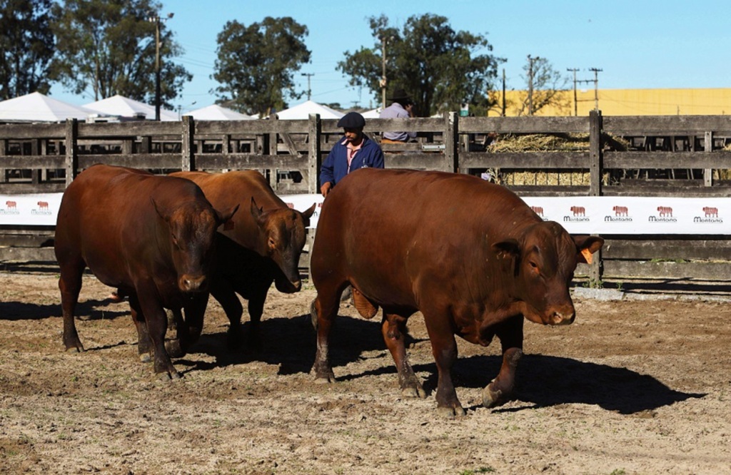 Pista de remates recebe campeões da Expointer