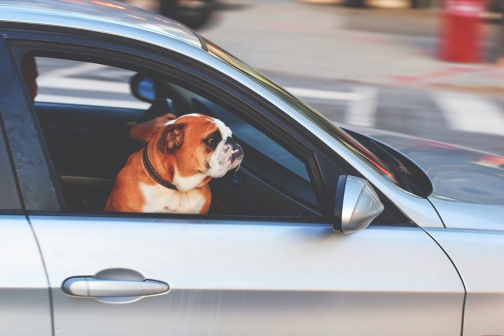 Os cuidados com o transporte de pets