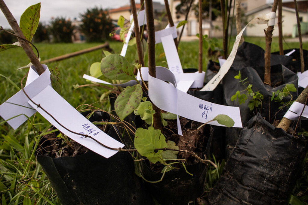 Distribuição de mudas marca Ciclo Verde Pelotas na Cohab Fragata