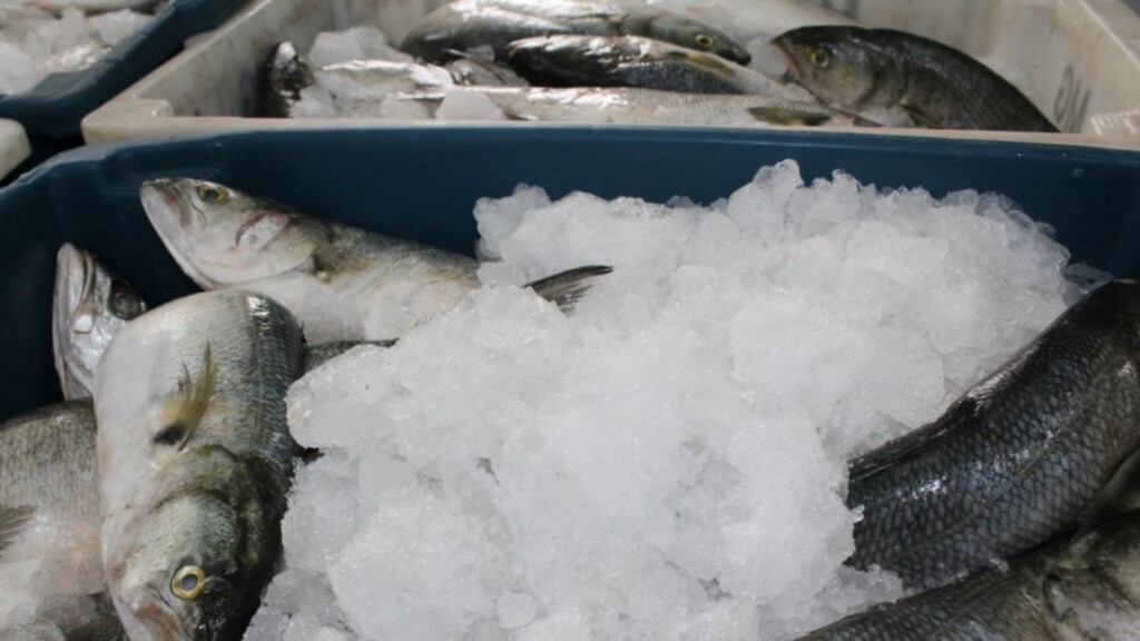 Ceasa faz doação de peixes e frutos do mar