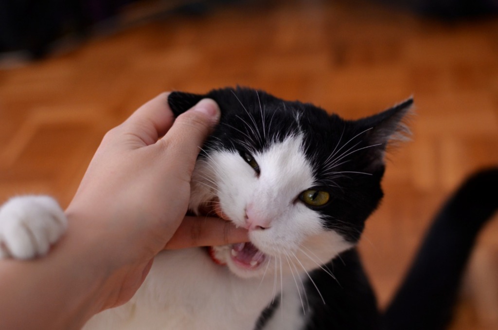 Benefícios da interação entre autistas e pets