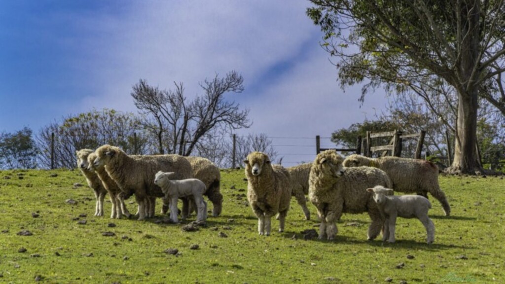 Mercado aquecido faz ovinos superarem inscritos da edição de 2019