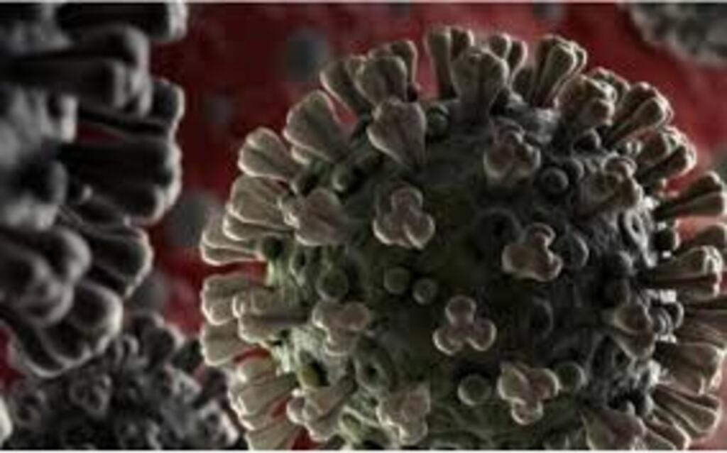 Divulgação - 